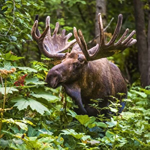 A Bull Moose (Alces Alces) In Velvet Antlers In Kincade Park, Southwest Anchorage On A Sunny Summer Day; Anchorage, Alaska, United States Of America
