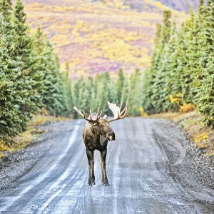 A Bull Moose Stands In The Middle Of Denali Park Road, In Denali National Park And Preserve, With The Mountains In The Background In Autumn; Alaska, United States Of America