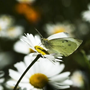 A Cabbage White Butterfly Rests On A Daisy; Astoria, Oregon, United States Of America