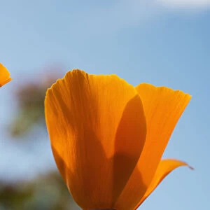 A California Poppy (Eschscholzia Californica) Blooms In A Garden Against A Blue Sky; Astoria, Oregon, United States Of America