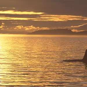 Canada, Vancouver Island, Killer Whale (Orcinus Orca) At Sunset