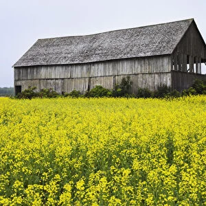 Canola Field And Old Barn, Bas-Saint-Laurent Region, Sainte-Helene, Quebec