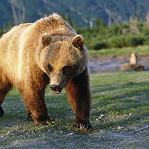 Captive Brown Bear Walking Within Alaska Wildlife Conservation Center Summer Southcentral Alaska
