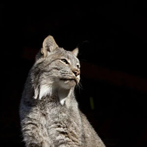 Captive: Close Up Of A Lynx, Alaska Wildlife Conservation Center, Southcentral Alaska
