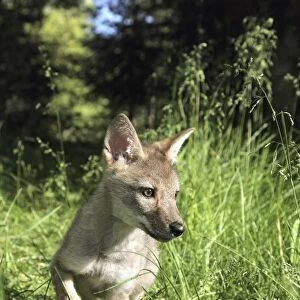 Captive Coyote (Canis Latrans) Pup Running In The Grass; Kalispell, Montana, Usa
