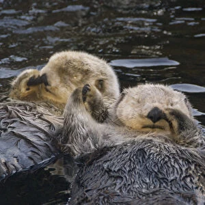 Captive Two Sea Otters Holding Paws At Vancouver Aquarium In Vancouver, British Columbia Canada Captive