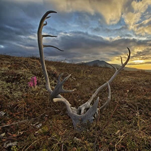 A Caribou Antler Lies In Silence On The Flanks Of Crow Mountain; Old Crow, Yukon, Canada
