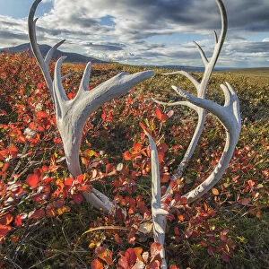 Caribou Antlers In Autumn Colours On The Flanks Of Crow Mountain Near Old Crow; Yukon, Canada