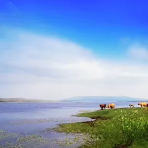 Carrowmore Lake, Co Mayo, Ireland; Cattle At The Edge Of A Lake