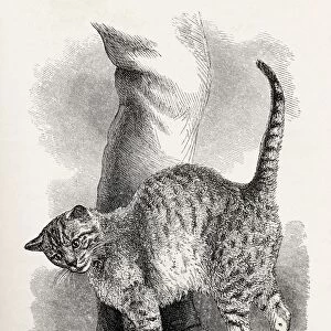 Cat In An Affectionate Frame Of Mind. Illustration By Mr Wood From The Book The Expression Of The Emotions In Man And Animals By Charles Darwin, Published 1904