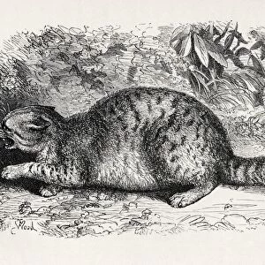 Cat, Savage And Prepared To Fight. Illustration Drawn From Life By Mr. Wood From The Book The Expression Of The Emotions In Man And Animals By Charles Darwin, From The Popular Edition Published 1904