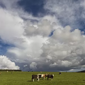 Cattle Grazing In A Field; Northumberland, England