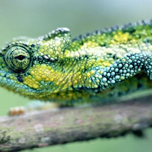 Chameleon In The Forests Of Mt Meru, Close Up