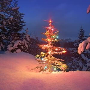 Christmas Tree At Night