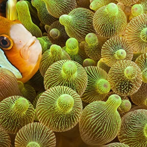 Clarks Anemonefish (Amphiprion Clarkii) In Sea Anemone (Entacmaea Quadricolor); Komodo, Indonesia