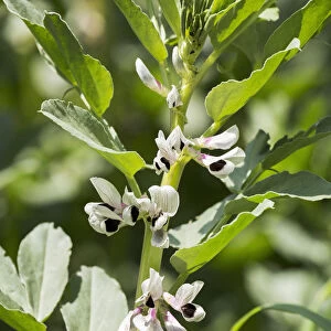 Close Up Of Fava Bean Blossoms; Rostrenen, Brittany, France