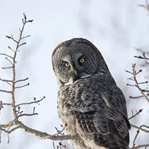 Close Up Of A Great Gray Owl Perched In A Tree, Anchorage, Southcentral Alaska, Winter