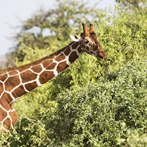 Close Up Of Head And Shoulders Of A Reticulated Giraffe (Giraffa Camelopardalis), Samburu National Reserve; Kenya
