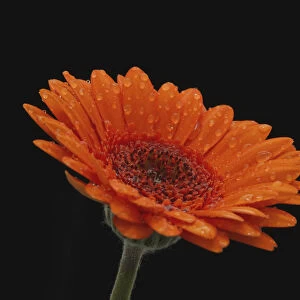 Close Up Of The Head And Stem Of An Orange Gerbera, Sprinkled With Raindrops Against A Black Background; London, England