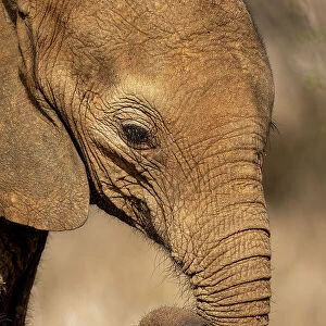 Close-up of African bush elephant curling trunk