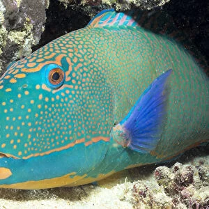 Close-Up Of Bicolor Parrotfish In Crevice On Ocean Floor, Mouth Open Slightly, (Cetoscarus Bicolor)