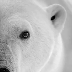 Close-up of half polar bear face