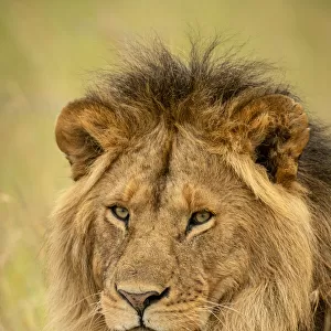 Close-up of male lion face in grass