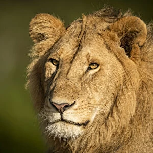 Close-up of male lion head and shoulders, Serengeti, Tanzania
