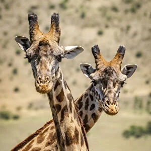 Close-up of two Masai giraffe crossing necks, Serengeti, Tanzania