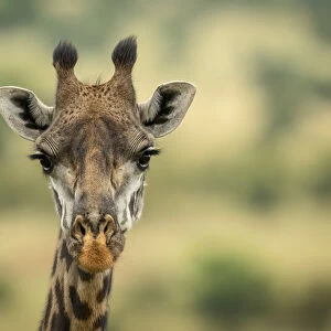 Close-up of Masai giraffe head in savannah