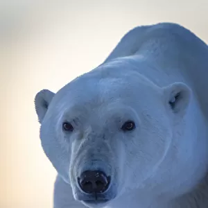 Close-up of polar bear staring towards camera