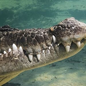 Close-Up Of Saltwater Crocodile Underwater