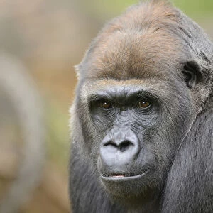 Close-Up of Western Lowland Gorilla (Gorilla gorilla gorilla)
