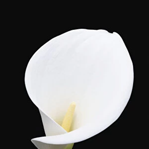 Close Up Of White Arum Or Calla Lily (Zantedeschia Aethiopica), Shot From The Front Against A Black Background; London, England