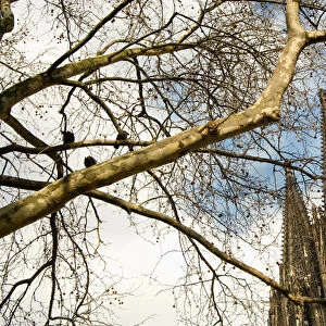 Cologne Cathedral (Kolner Dom) Through Tree Branches, Cologne, Germany