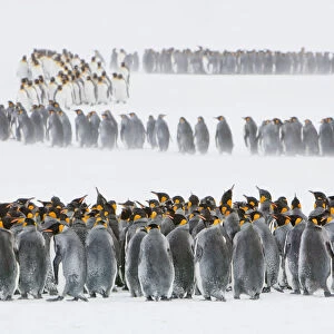 Colony of king penguins in groups on the tundra with blowing snow, South Georgia Island, Antarctica