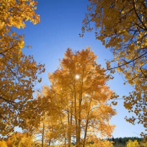 Colorado, Near Steamboat Springs, Buffalo Pass, Sun Shining Through Fall-Colored Aspen Trees