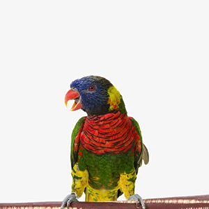 A colourful lorikeet parrot on a white background; St. albert, alberta, canada