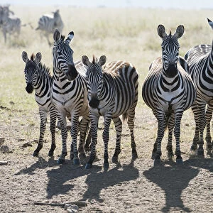 Six Common Zebra Stand In Line In Serengeti National Park, Tanzania