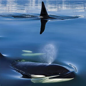 Composite: Close Up Of Orca Whales As They Surface In Lynn Canal With The Coast Range Mountains In The Background, Inside Passage, Southeast Alaska