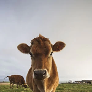 A cow staring at the camera; Dumfries and galloway scotland
