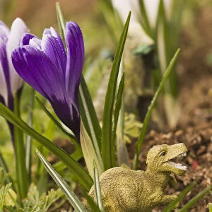 Crocuses In Bloom In Springtime With A Dinosaur Sculpture; Astoria, Oregon, United States Of America