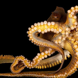 Day octopus portrait