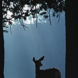 Deer In A Forest