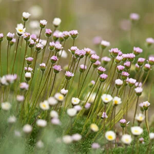 Delicate wildflowers blooming in a meadow