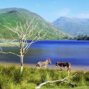 Delphi Valley, Co Mayo, Ireland; Donkeys Standing By A Still Water