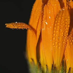 Dew Settles On A Calendula Blossom; Astoria, Oregon, United States Of America