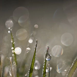 Dew Sparkles In The Grass; Astoria, Oregon, United States Of America