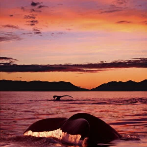 Digital Humpback Whale Tails @ Sunset Se Alaska Scenic Chatham Strait / Ncomposite