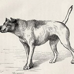 Dog Approaching Another Dog With Hostile Intentions. Illustration By Mr Riviere From The Book The Expression Of The Emotions In Man And Animals By Charles Darwin, From The Popular Edition Published 1904